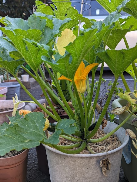 西梶ヶ谷小学校わくわくプラザの写真 3枚目